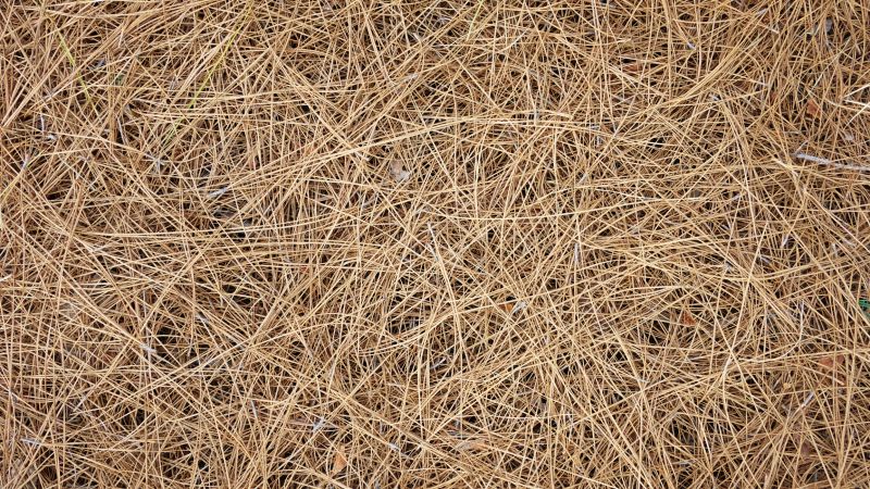 Pine Straw Mulching